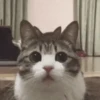 🐱Michitos randoms🐱 8