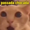 Gatos memes 7