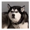 Dog/ Perro Reacciones 🐶🤪 9