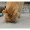 Gatos FoFoS 3