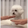 DogsFOFOS 12