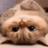 Random Cat's🐱🐾 20
