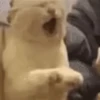 😻 Michis Gatos funny 🐈🐈‍⬛ 13