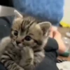 🌈🐈Reaccion Gatos Pal Chat🐈‍⬛🌈 14