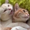 Gatitos pa tu Chat 2😹😻 7