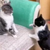 🐱 Gatitos 🐱💛 12
