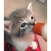 🌈🐈‍⬛✨️Gatos Funny Mood✨️🐈‍⬛🌈 10