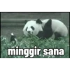 Pandaa 🐼 6