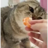 Gatitos pa tu Chat 2😹😻 6