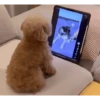 DogsFOFOS 5