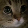 GATOS ANIMADOS 😭 16