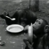 Monos burlones 14