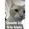 Quedé ice frío hielo