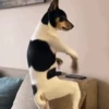 Животные, созданные с помощью ИИ 🐶 14