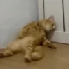 Ay mi gatito miau 😺Don Ramón🗣️ 25