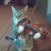 Gatos  12