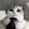 Gatos 2 6