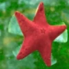 Peces marinos 21