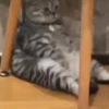 Animaizinhos fofos 6