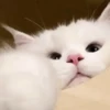 💙🐱Michitos reacciones🐱💙 11