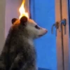 🧿 Tlacuache/ zariguella mov🦡 6