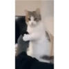 Gatinho 9