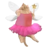 Gatinhos  9