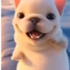 Pibble The DogTikTok🐾✨ 13