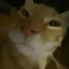 ANIMALITOS 🥺😍 24