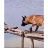 Cats and dogs 9