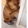 🗣️TikTok perros Pal chat🐶🐾🐕 14