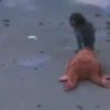 Punch monito 🙈 peluche 🧸 5