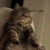 Gatos 😺/⁠ᐠ⁠｡⁠ꞈ⁠｡⁠ᐟ⁠\ 6