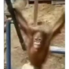 Macaquinhos fofos 🥰 5