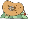 Potato 14