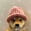🗣️TikTok perros Pal chat🐶🐾🐕 10