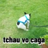 Minhas figurinhas 11