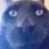 GATOS PARA REAGIR 15