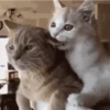 Gato | cat 🐈 15