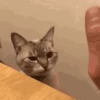 Котики для чата 🐾💬 13