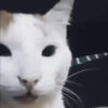 ANIMALITOS 2 🥺😍 14