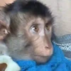 🐒 Macaco | Deboche Sincerão 21