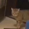 Cats and dogs 17