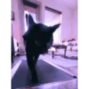 Gatinho 7