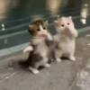 Kicau mania 😺 scuba dance 🔥 13