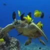 Peces marinos 8