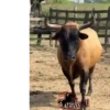 Amor de Corraleja 🇨🇴❤️‍🔥🐂 30
