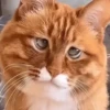 FuNnY CaTs ✨🐱 14