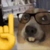 Animais 12