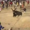 Amor de Corraleja 🇨🇴❤️‍🔥🐂 28